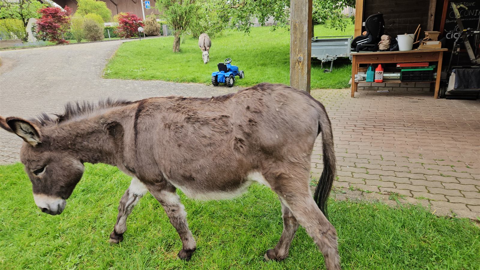 Un des ânes qui broute dans le jardin