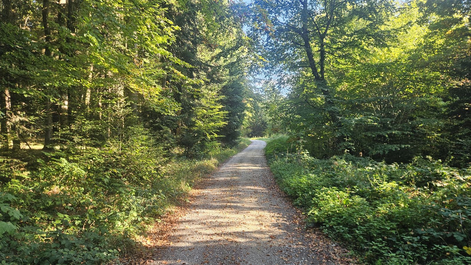 Chemin forestier baigné de soleil