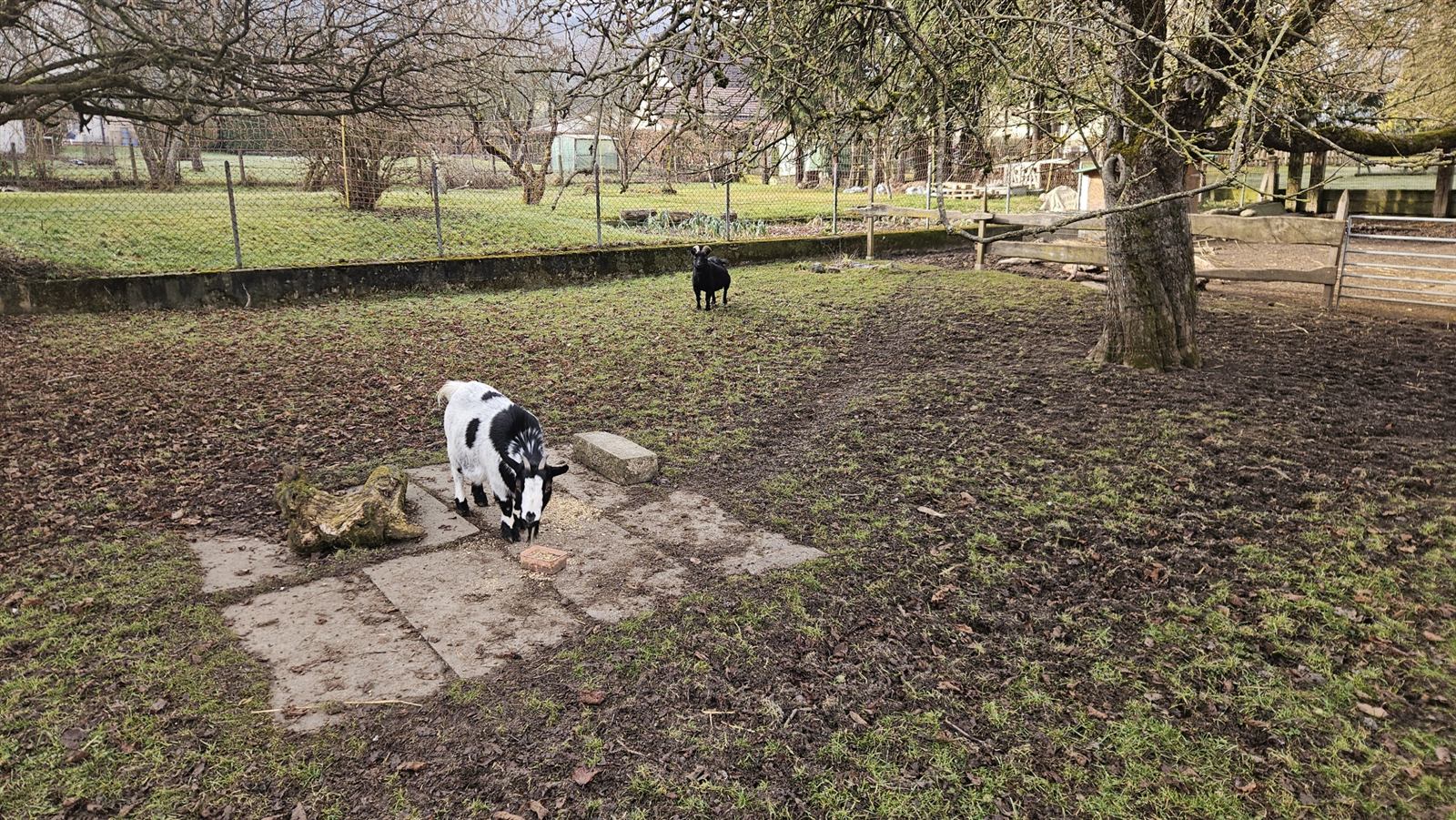 Les chèvres dans le parc, sous les arbres