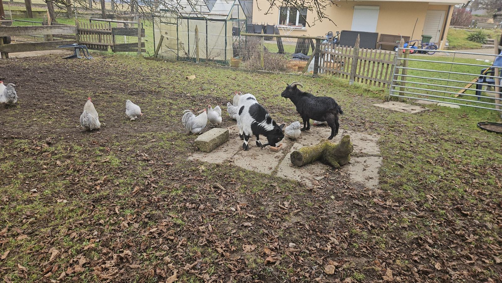 Les chèvres et les poules dans le parc