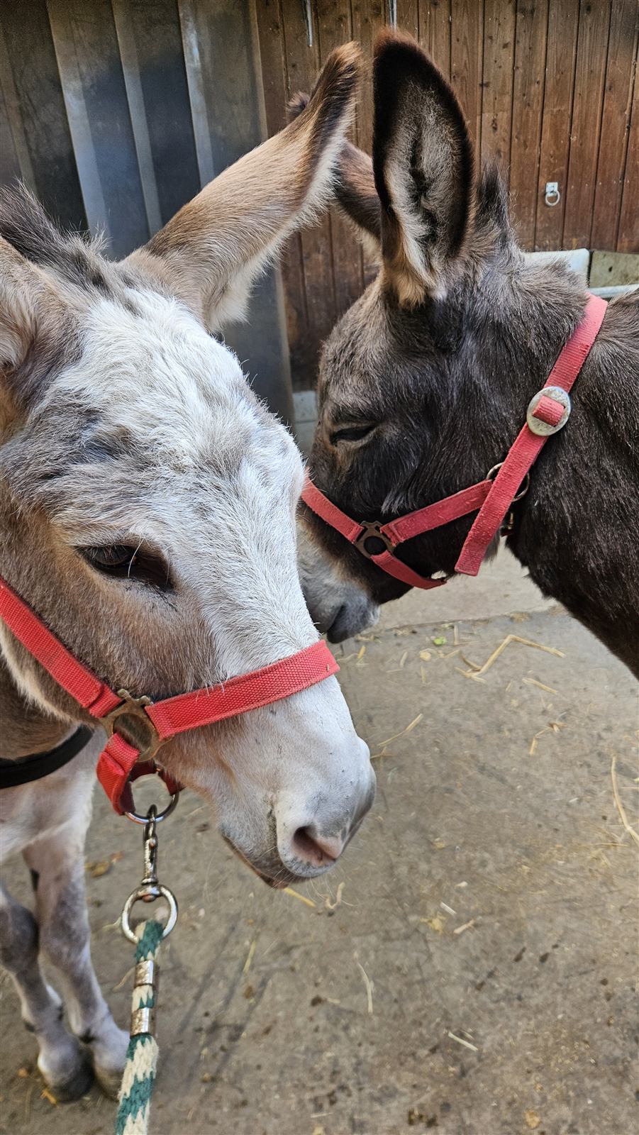 Deux ânes tête contre tête