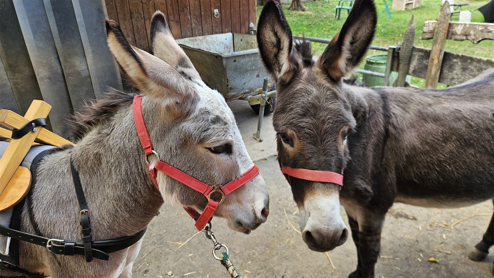 Alvin et Théodore dans leur parc