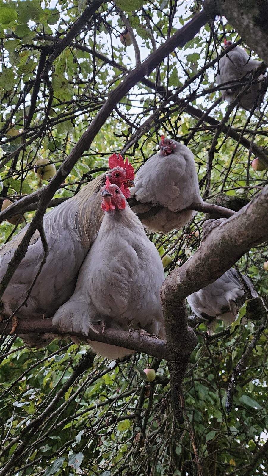 Les poules perchées dans un arbre