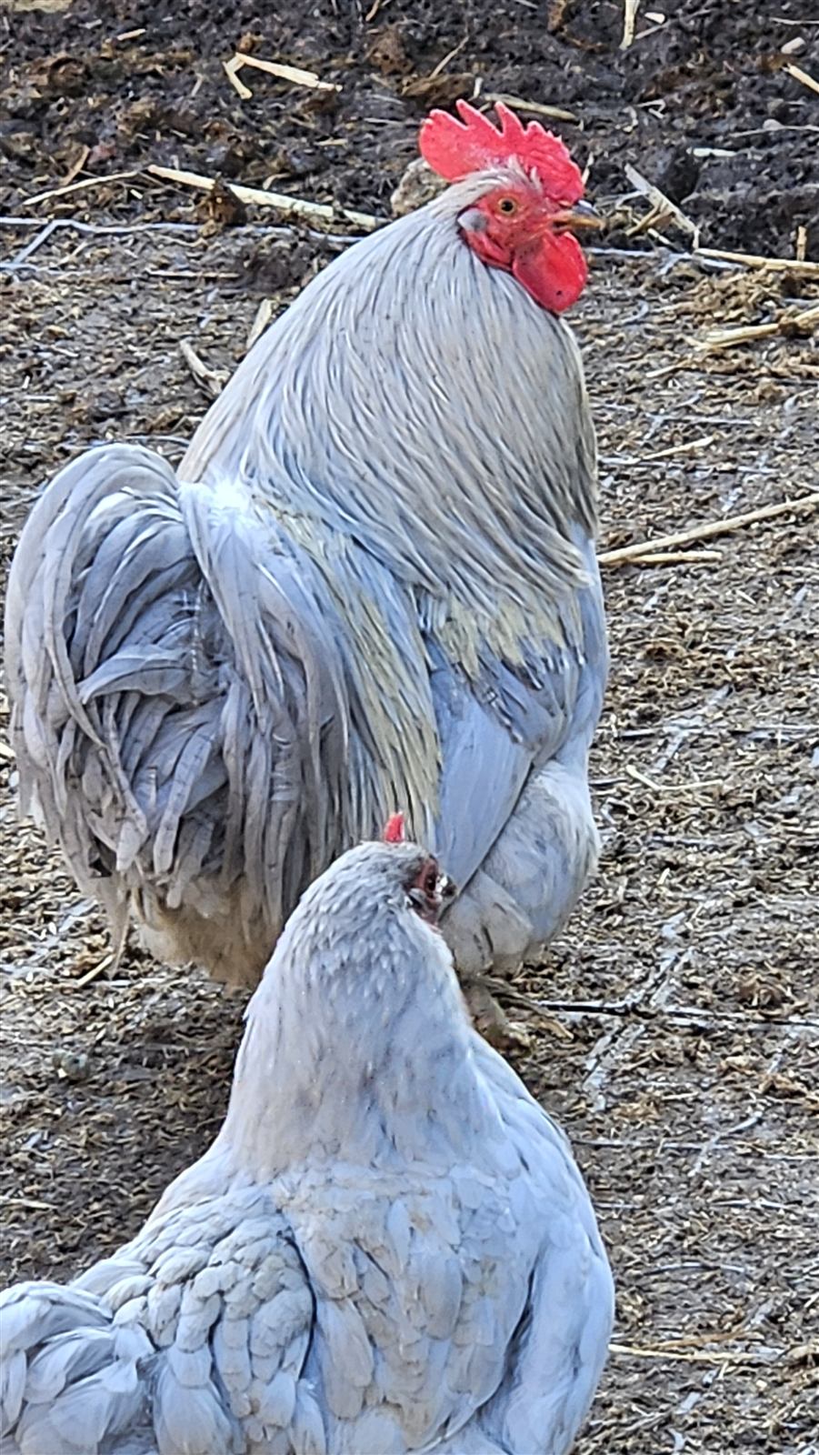 Le coq et une poule, plumage gris clair