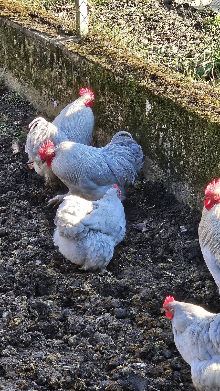 Les poules qui grattent la terre