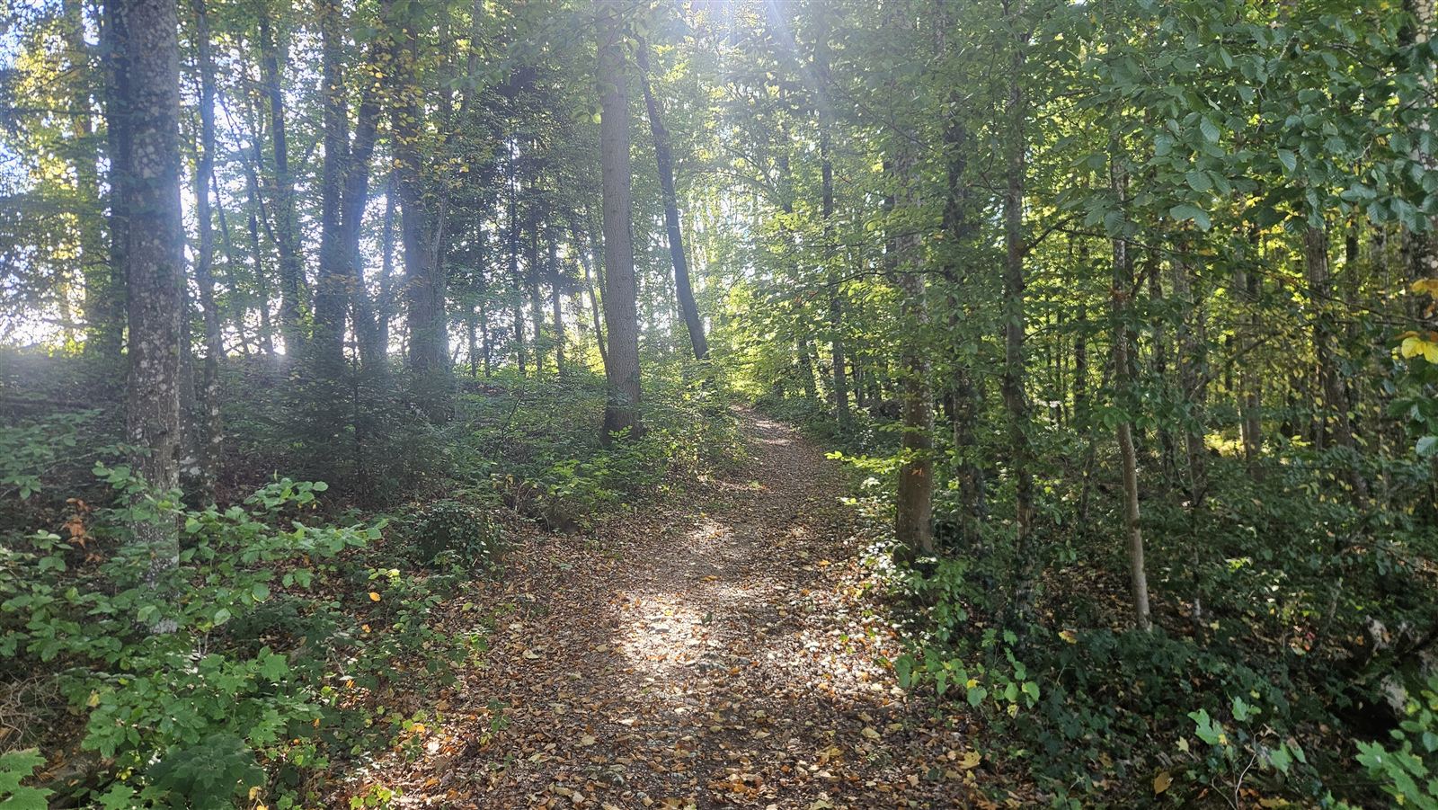 Sentier couvert de feuilles dans le sous-bois